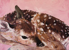 Art Print of a Fawn lying down with a pink background