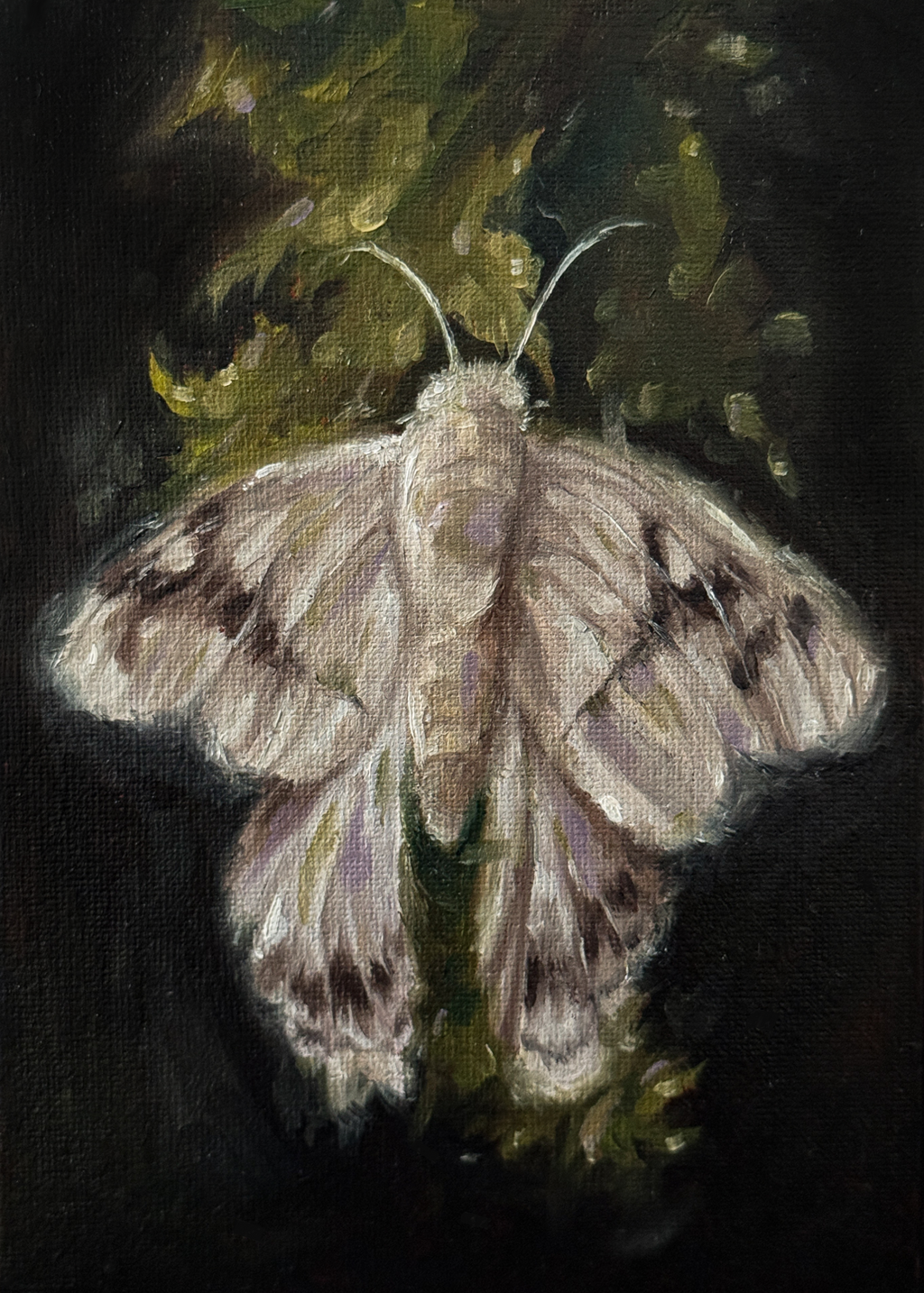 Oil Painting of a white moth on a dark background