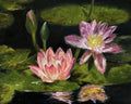 Art Print of Two pink water lilies on green lily pads with a dark background