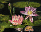 Art Print of Two pink water lilies on green lily pads with a dark background