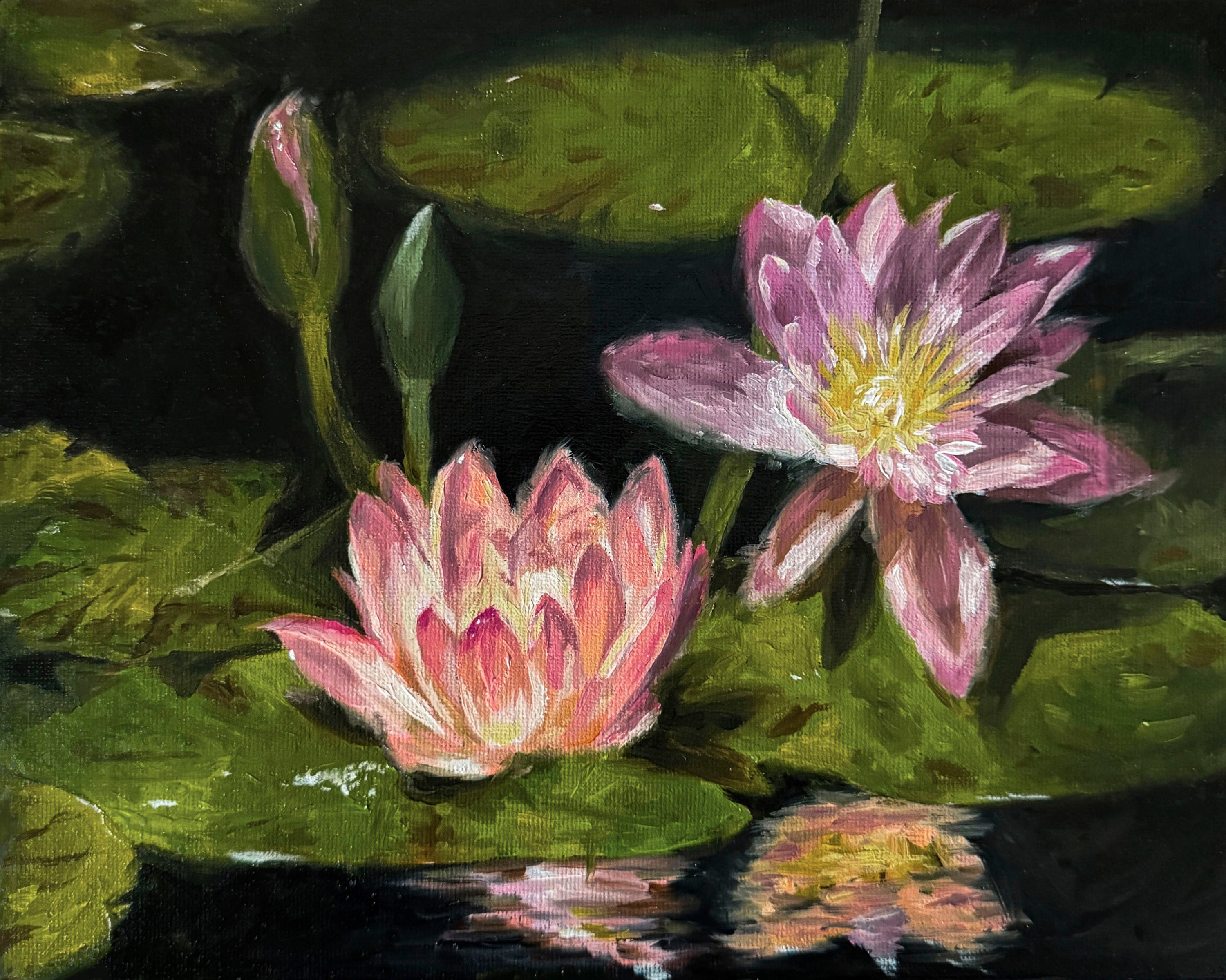 Art Print of Two pink water lilies on green lily pads with a dark background